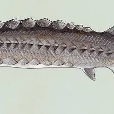 Image result for Acipenser oxyrinchus oxyrinchus