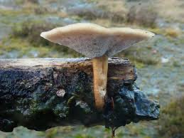 Attēlu rezultāti vaicājumam “Polyporus brumalis”
