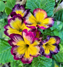 Attēlu rezultāti vaicājumam “Primula x polyantha”