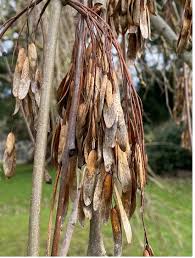 Attēlu rezultāti vaicājumam “Fraxinus excelsior Pendula female flower”