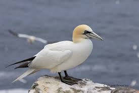 Image result for Morus bassanus