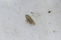 Attēlu rezultāti vaicājumam “Neophilaenus lineatus”