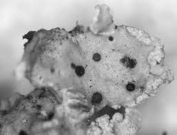 Attēlu rezultāti vaicājumam “Vouauxiomyces santessonii”