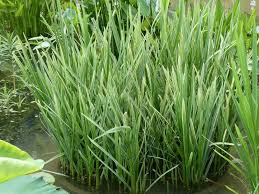 Attēlu rezultāti vaicājumam “Glyceria maxima leaf”