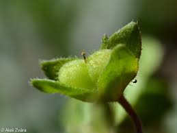 Attēlu rezultāti vaicājumam “Veronica agrestis leaf”