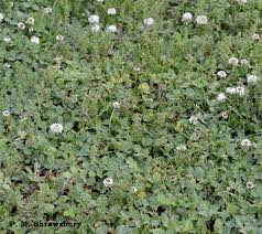 Attēlu rezultāti vaicājumam “Bryobia praetiosa”