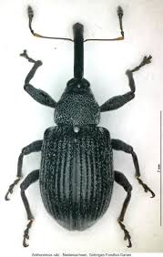 Attēlu rezultāti vaicājumam “Anthonomus phyllocola”