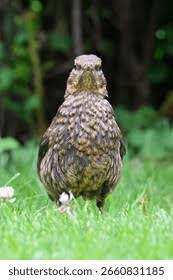 Attēlu rezultāti vaicājumam “Turdus merula juvenile”