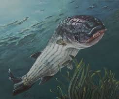 Image result for Liza aurata