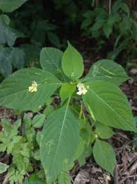Attēlu rezultāti vaicājumam “Impatiens parviflora”