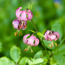 Attēlu rezultāti vaicājumam “Lilium martagon bud”