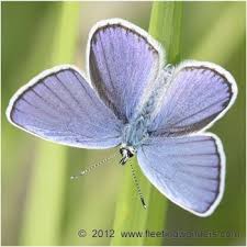 Attēlu rezultāti vaicājumam “Plebejus argyrognomon”
