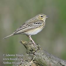 Attēlu rezultāti vaicājumam “Anthus trivialis”