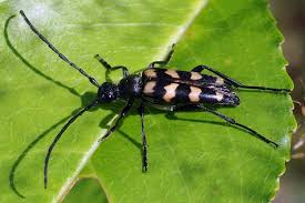 Attēlu rezultāti vaicājumam “Leptura quadrifasciata”