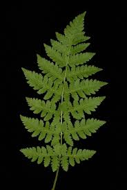 Attēlu rezultāti vaicājumam “Dryopteris carthusiana”