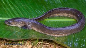 Image result for Anguilla anguilla