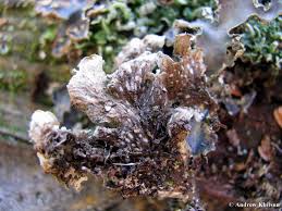 Attēlu rezultāti vaicājumam “Peltigera polydactylon”