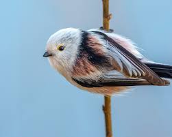 Attēlu rezultāti vaicājumam “Aegithalos caudatus”