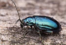 Attēlu rezultāti vaicājumam “Altica sp.”