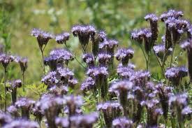 Attēlu rezultāti vaicājumam “Phacelia tanacetifolia leaf”