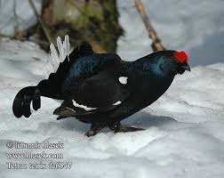 Image result for Tetrao tetrix