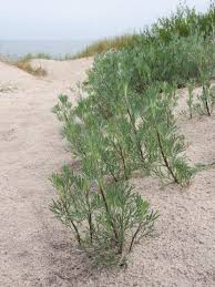 Image result for Artemisia caudata