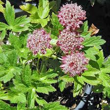 Attēlu rezultāti vaicājumam “Astrantia major leaf”