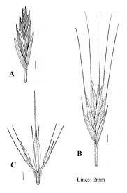 Attēlu rezultāti vaicājumam “Elymus caninus”