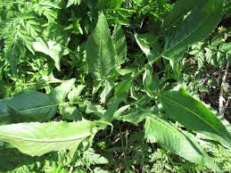 Attēlu rezultāti vaicājumam “Bunias orientalis bud”