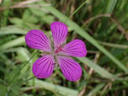 Attēlu rezultāti vaicājumam “Geranium palustre flower”