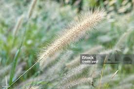 Attēlu rezultāti vaicājumam “Gramineae”