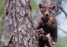 Attēlu rezultāti vaicājumam “Martes martes”