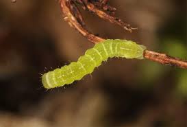 Attēlu rezultāti vaicājumam “Phlogophora meticulosa”