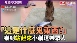 Image result for 這是什麼鬼