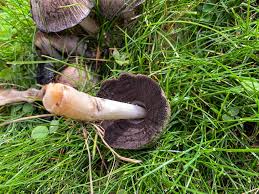 Attēlu rezultāti vaicājumam “Coprinus atramentarius”