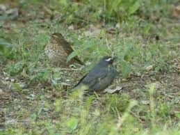 Image result for Zoothera sibirica