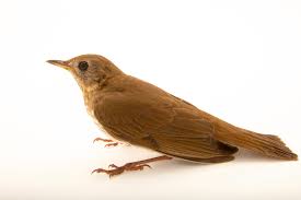 Image result for Catharus fuscescens