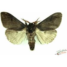 Attēlu rezultāti vaicājumam “Calliteara pudibunda”