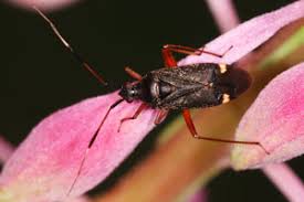 Attēlu rezultāti vaicājumam “Closterotomus biclavatus”