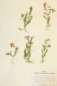 Attēlu rezultāti vaicājumam “Caryophyllaceae”