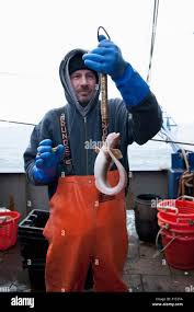 Image result for Zoarces americanus