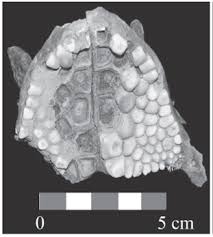 Image result for Pogonias cromis