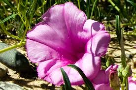 Image result for Ipomoea Lavender