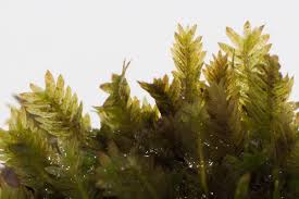 Attēlu rezultāti vaicājumam “Fissidens taxifolius”