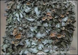 Attēlu rezultāti vaicājumam “Pleurosticta acetabulum”