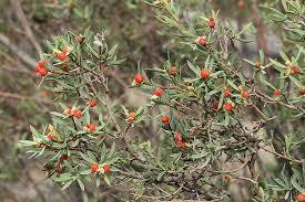 Attēlu rezultāti vaicājumam “Daphne mezereum fruit”
