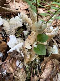 Attēlu rezultāti vaicājumam “Sebacina incrustans”