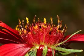 Image result for Gaillardia amblyodon