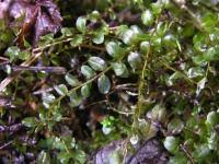 Attēlu rezultāti vaicājumam “Plagiomnium ellipticum”