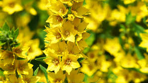 Attēlu rezultāti vaicājumam “Primulaceae”